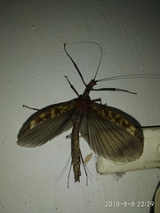 Trachythorax maculicollis
