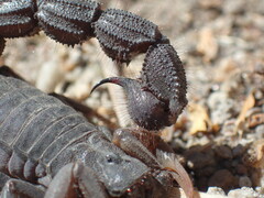 Parabuthus transvaalicus