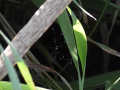 Bittacomorpha clavipes