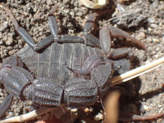 Parabuthus transvaalicus