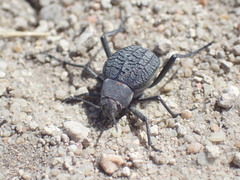 Renatiella