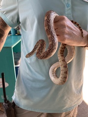 Pituophis catenifer affinis