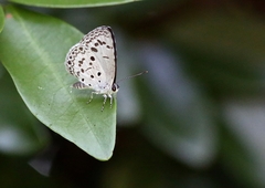 Acytolepis puspa