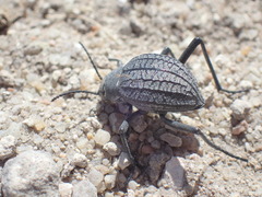 Renatiella
