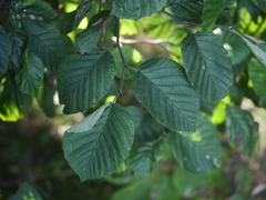 Alnus alnobetula