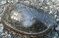 Sternotherus odoratus