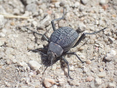 Renatiella