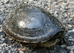 Sternotherus odoratus
