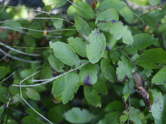 Vaccinium myrtilloides