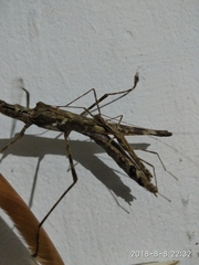Trachythorax maculicollis
