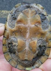 Sternotherus odoratus