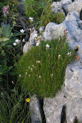Minuartia recurva
