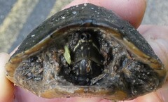 Sternotherus odoratus