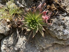 Dudleya