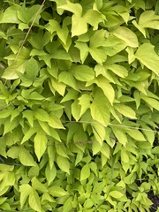 Magnoliopsida