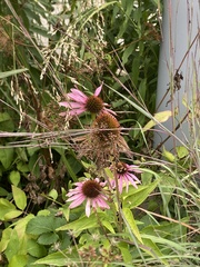 Echinacea