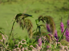 Echinochloa walteri