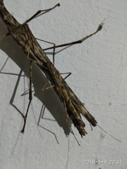 Trachythorax maculicollis