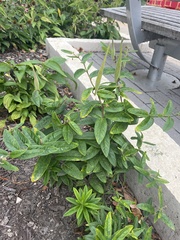 Asclepias tuberosa