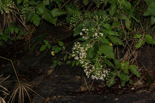 Gymnanthemum coloratum image