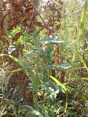 Vicia amoena