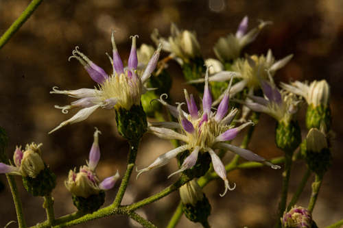 Gymnanthemum coloratum image