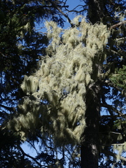 Usnea longissima