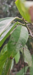 Hemiptera