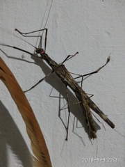 Trachythorax maculicollis