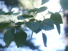 Populus grandidentata