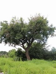 Pterocarpus