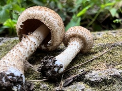 Lacrymaria echiniceps