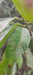 Hemiptera