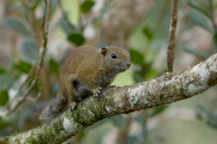 Callosciurus orestes