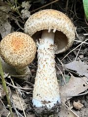 Lacrymaria echiniceps