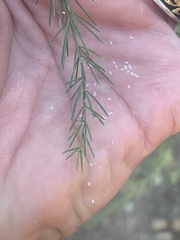 Asparagus officinalis