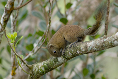 Callosciurus orestes