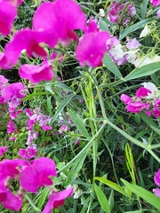 Lathyrus latifolius