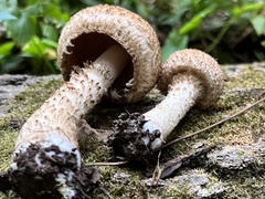 Lacrymaria echiniceps