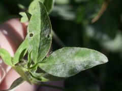 Erysiphe trifoliorum