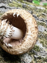 Lacrymaria echiniceps