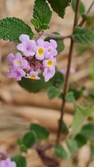 Lantana fucata