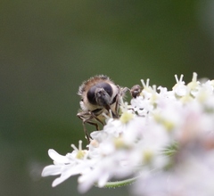 Cheilosia illustrata