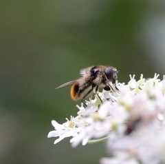 Cheilosia illustrata