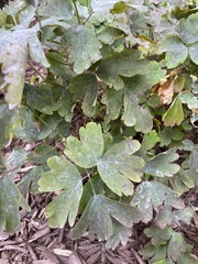 Aquilegia canadensis