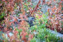 Junco hyemalis caniceps