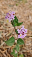 Lantana fucata