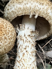 Lacrymaria echiniceps