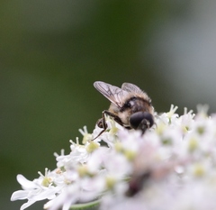 Cheilosia illustrata