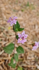 Lantana fucata